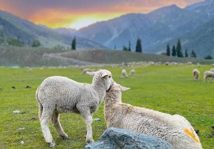 Kashmir Paradise Circuit Tour from Chandigarh